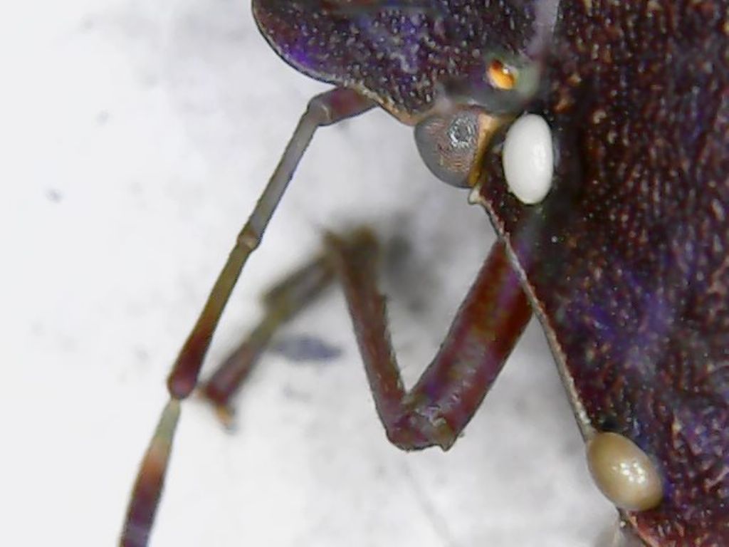 Nezara viridula parassitata da uova di Trichopoda pennipens (Diptera Tachinidae)